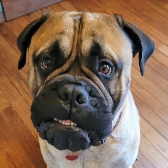 Meet Andrea your Posher, Posh - Picture 3 of 4